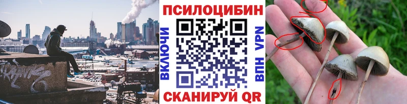 Галлюциногенные грибы Psilocybe  кракен как зайти  Нижневартовск 